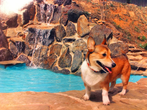 Pet Boarding Service «About Pets Center», reviews and photos, 1604 Conehurst Blvd, Salem, VA 24153, USA