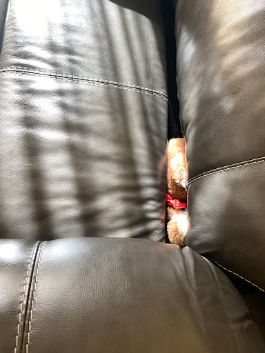 Furniture Store «Ashley HomeStore», reviews and photos, 2615 Vildibil Dr, Brandon, FL 33510, USA