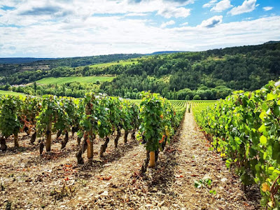 Domaine Montchovet Alain et Gilles à Nantoux