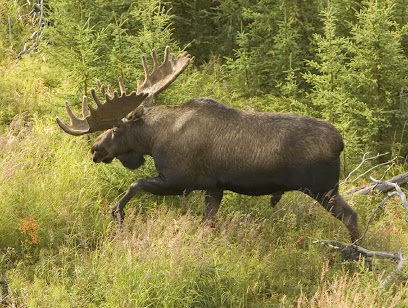 Hunting Moose Alberta