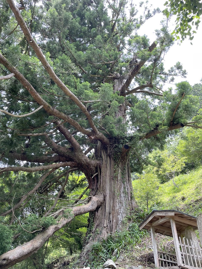 善福寺の千年杉