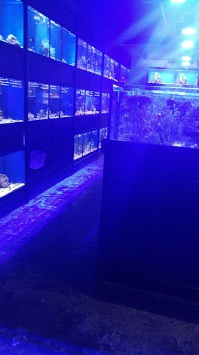 Tropical Fish Store «Aquatic Obsessions», reviews and photos, 1150 St George Ave, Avenel, NJ 07001, USA