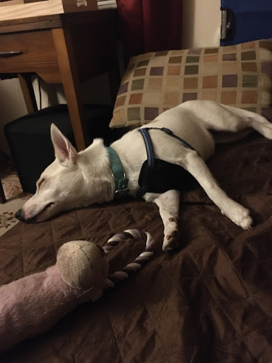 Pet Supply Store «Pet Supplies Plus», reviews and photos, 9500 Dorchester Rd #350, Summerville, SC 29485, USA