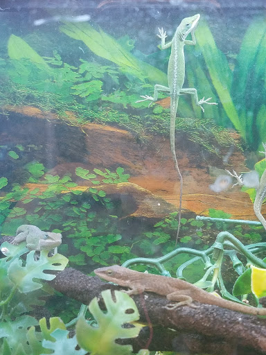 Pet Store «Petland Discounts - West New York», reviews and photos, 5812 Bergenline Ave, West New York, NJ 07093, USA