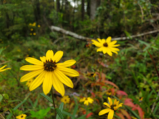 National Forest «Tuskegee National Forest», reviews and photos, 125 National Forest Rd 949, Tuskegee, AL 36083, USA