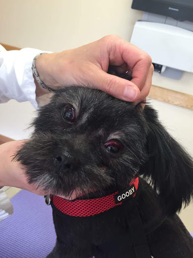 Pet Groomer «Red Bandana 4 Pets», reviews and photos, 925 Pioneer Rd, Draper, UT 84020, USA