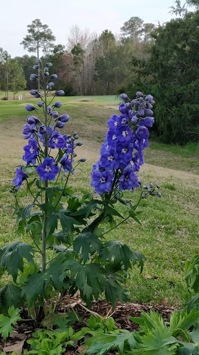 Golf Club «True Blue Golf Plantation», reviews and photos, 900 Blue Stem Dr, Pawleys Island, SC 29585, USA