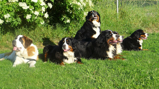 Rezensionen über Mrs. Elsbeth Haas in Genf - Hundeschule