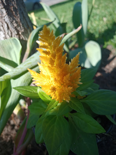 Home Improvement Store «The Home Depot», reviews and photos, 11468 Grissom Ln, Dallas, TX 75229, USA