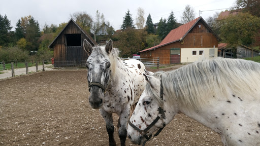 Horse Training Center Hellmayr