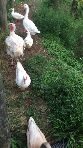 Winery «Rocklands Farm», reviews and photos, 14525 Montevideo Rd, Poolesville, MD 20837, USA