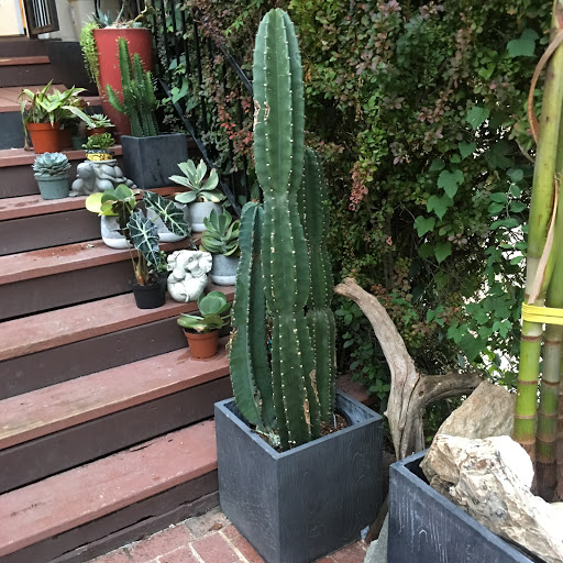 Wholesale Florist «Urban Jungle», reviews and photos, 2603 Sherman Ave NW, Washington, DC 20001, USA