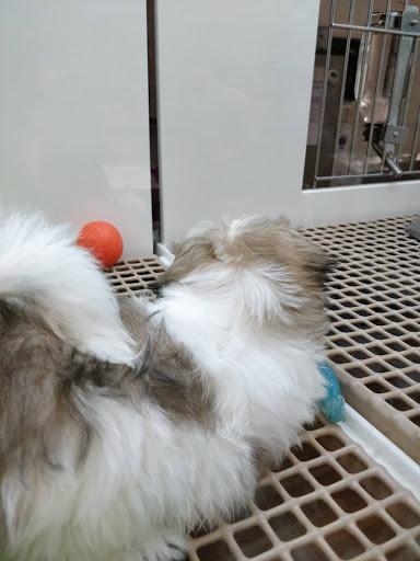 Pet Store «Petland», reviews and photos, 4082 William Penn Hwy #49B, Monroeville, PA 15146, USA