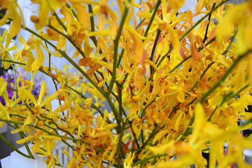 Florist «Dr Delphinium Flower & Orchid House», reviews and photos, 513 W Campbell Rd, Richardson, TX 75080, USA