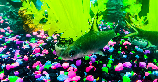 Pet Store «Exotic Fish», reviews and photos, 406 Northside Dr # F, Valdosta, GA 31602, USA