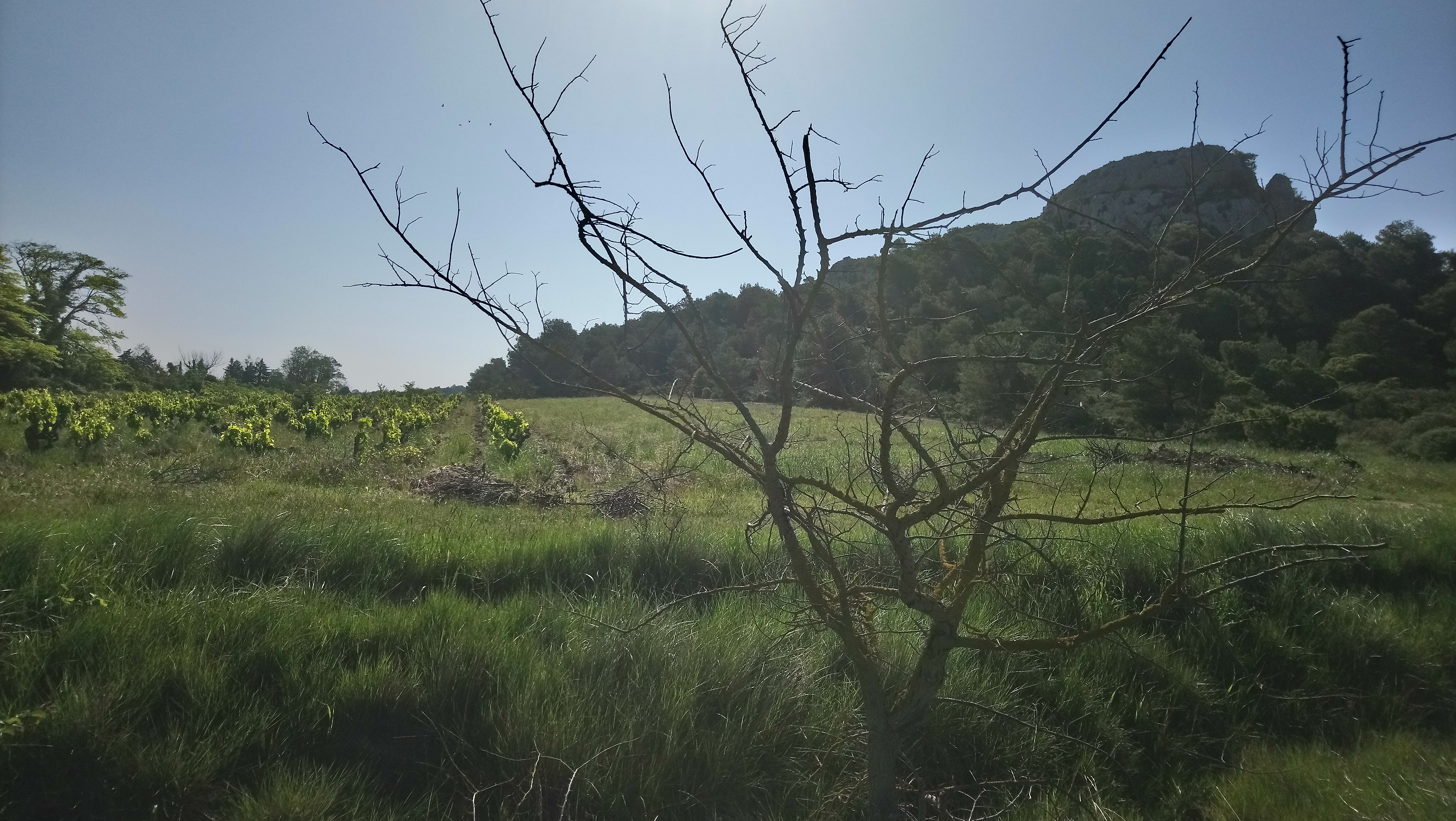 Photo n° 4 de l'avis de Némésis. fait le 21/05/2018 à 16:58