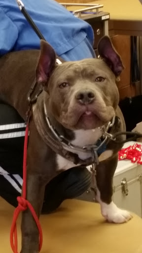 Pet Supply Store «PetSmart», reviews and photos, 2102 W Union Blvd #22A, Bethlehem, PA 18018, USA