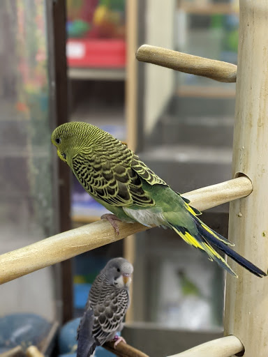 Pet Supply Store «Petco», reviews and photos, 3434 Court St, Pekin, IL 61554, USA