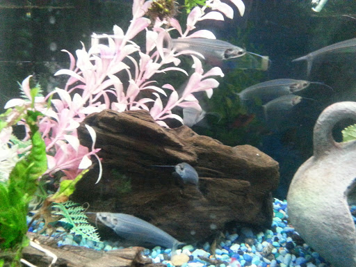 Pet Supply Store «Pet Station Jackson», reviews and photos, 1617 E Michigan Ave, Jackson, MI 49202, USA