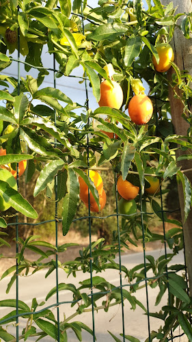 Rioflor, Garden Center Rio Maior - Jardinagem