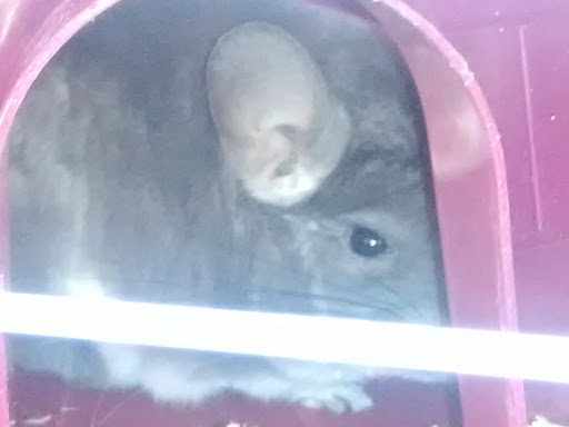 Pet Supply Store «Pet Supplies Plus», reviews and photos, 175 Memorial Ave, West Springfield, MA 01089, USA