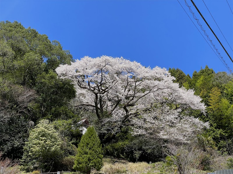 長平庵の老桜樹