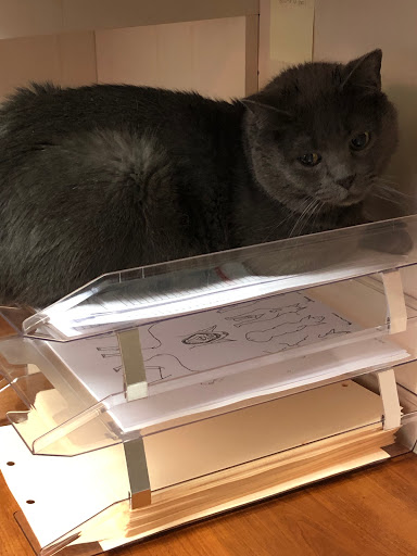 Asheville Veterinary Associates - West image