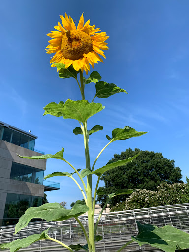 Art Museum «Virginia Museum of Fine Arts», reviews and photos, 200 N Blvd, Richmond, VA 23220, USA