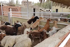 Al Sorat Farm image
