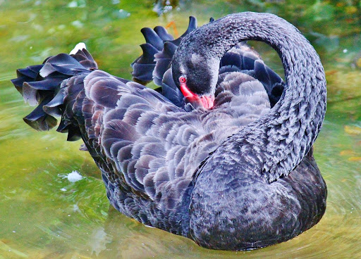 Zoo «Brevard Zoo», reviews and photos, 8225 N Wickham Rd, Melbourne, FL 32940, USA