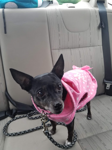 Pet Supply Store «Petco Animal Supplies», reviews and photos, 17930 Halsted St, Homewood, IL 60430, USA