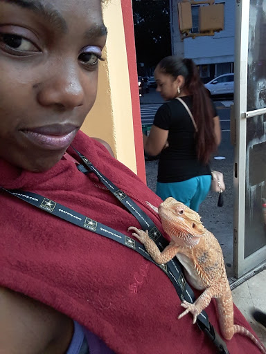 Pet Supply Store «Petland Discounts - Fulton Street», reviews and photos, 1216 Fulton St, Brooklyn, NY 11216, USA