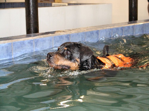 Mandsholm Hundemotion, hundesvømning - Hundetræner