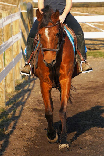 Horse Riding School «Horseng Farm LLC», reviews and photos, 6475 Warden Rd, New Tripoli, PA 18066, USA