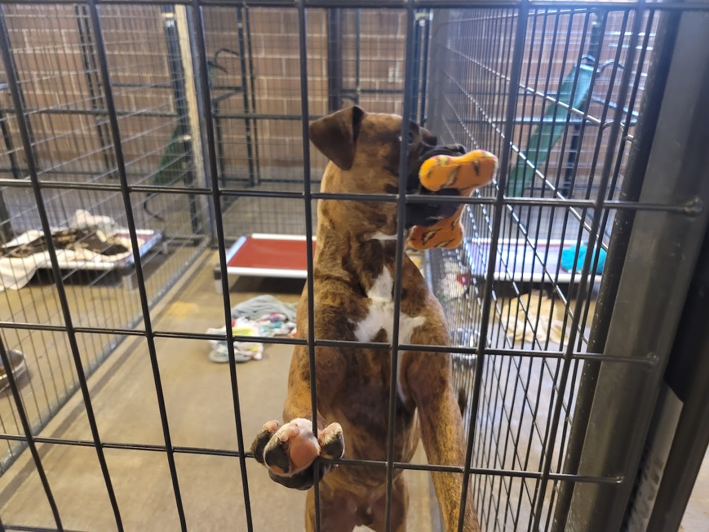 Austin Boxer Rescue Kennel