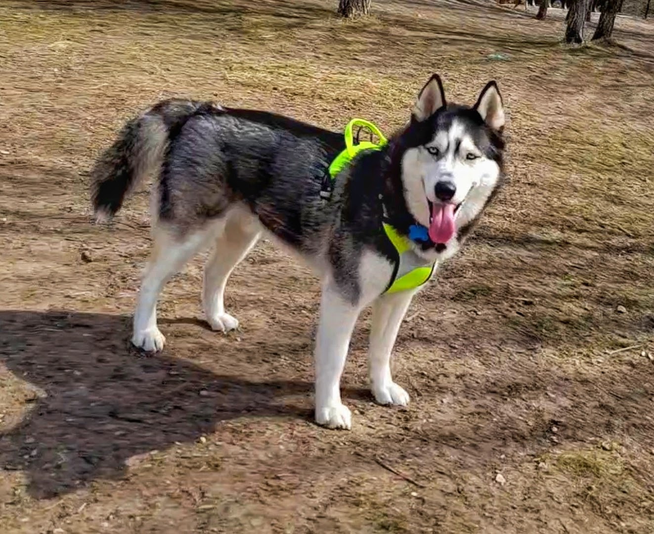 Benzonia Township Memorial Dog Park