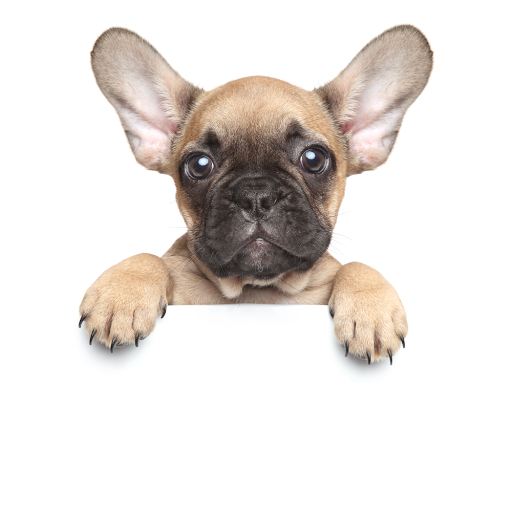 Pet Store «Petland Lewis Center», reviews and photos, 86 Meadow Park Ave, Lewis Center, OH 43035, USA