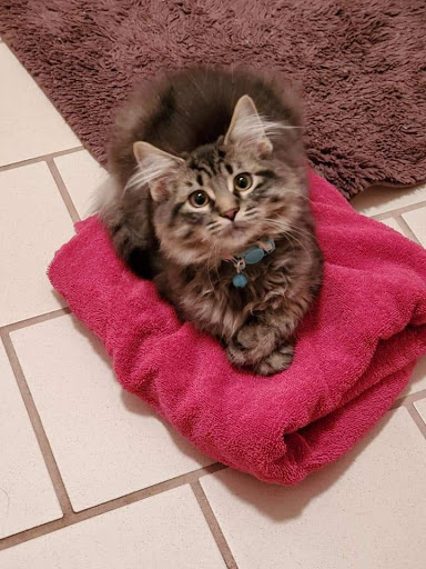 Thrift Store «Page One», reviews and photos, 42 W Main St, Luray, VA 22835, USA