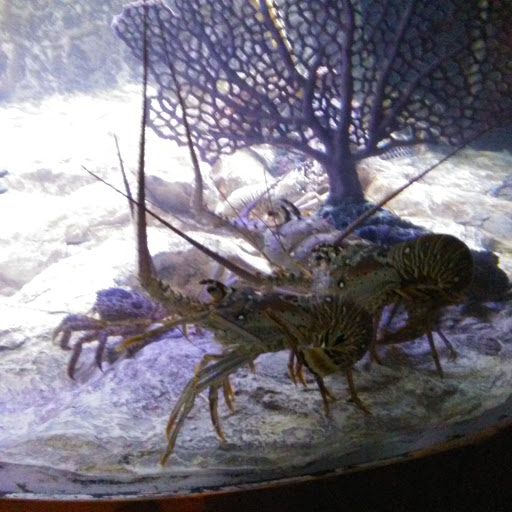 Amusement Center «LEGOLAND at Discovery Center Kansas City», reviews and photos, 2475 Grand Blvd, Kansas City, MO 64108, USA