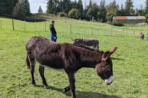 Oregon Donkey Sanctuary image