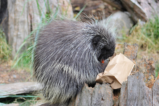 Zoo «Northwest Trek Wildlife Park», reviews and photos, 11610 Trek Dr E, Eatonville, WA 98328, USA