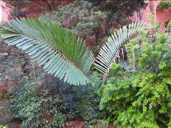 McCarty Hall Palm Garden