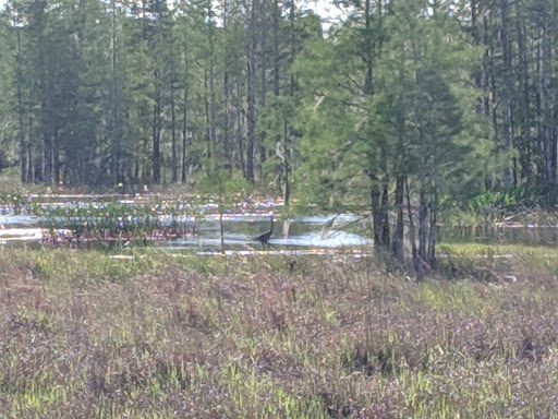 Nature Preserve «Conner Preserve», reviews and photos, 22500 FL-52, Land O Lakes, FL 34637, USA