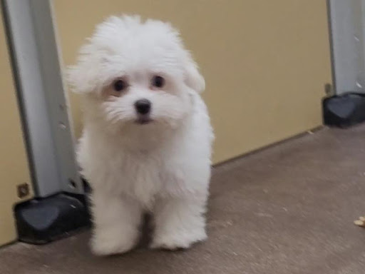 Pet Store «PV Pets», reviews and photos, 233 S Broadway, Pennsville, NJ 08070, USA