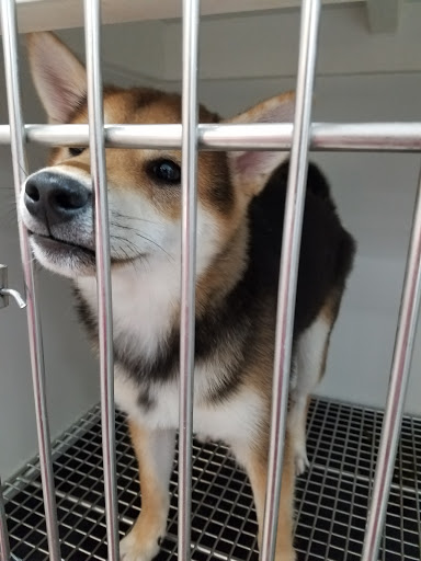 Pet Store «Petland», reviews and photos, 5470 Dixie Hwy, Fairfield, OH 45014, USA