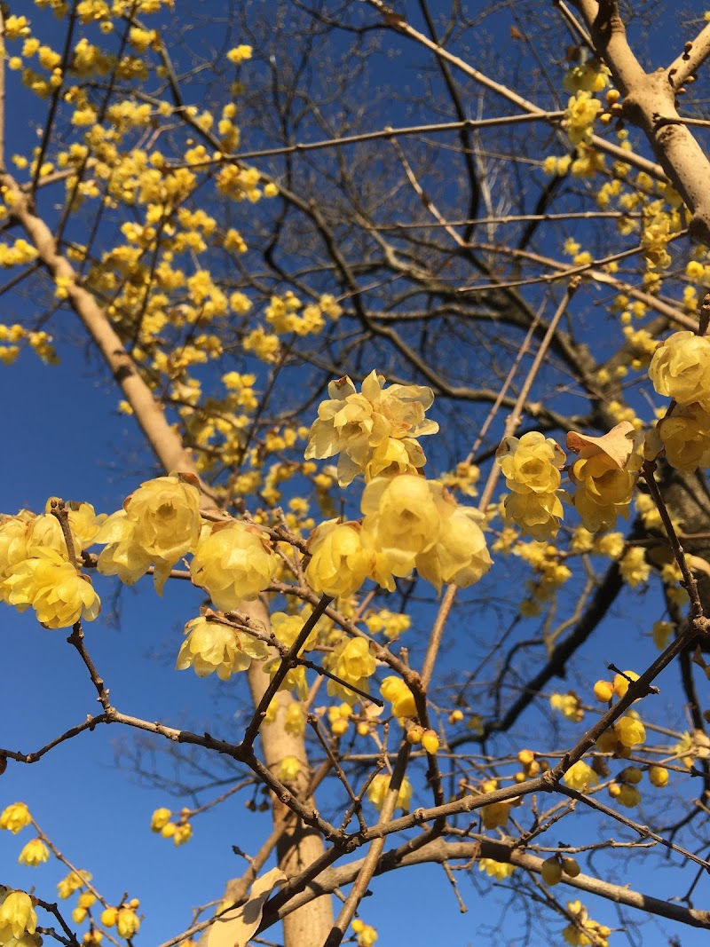 ハナミズキの森 石井実生園 埼玉県さいたま市見沼区南中丸 植物園 グルコミ