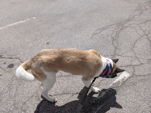 Pet Supply Store «PetSmart», reviews and photos, 482 Stillwater Ave Ste 2A, Bangor, ME 04401, USA