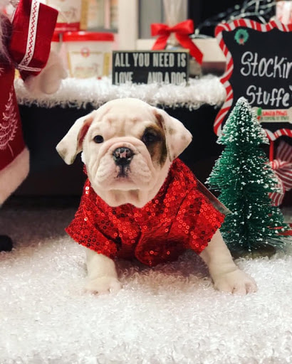 Pet Store «Furry Babies Inc», reviews and photos, 3340 Mall Loop Dr, Joliet, IL 60431, USA