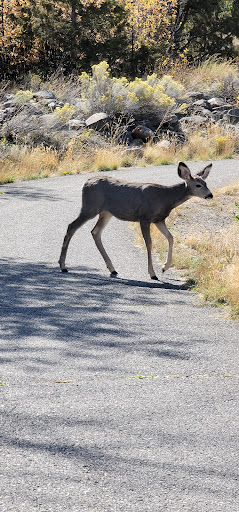 Park «Nature Park», reviews and photos, 2250 Gold Ave, Helena, MT 59601, USA