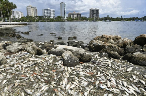 Attorney «Sherry Ellis Law, PLLC», reviews and photos